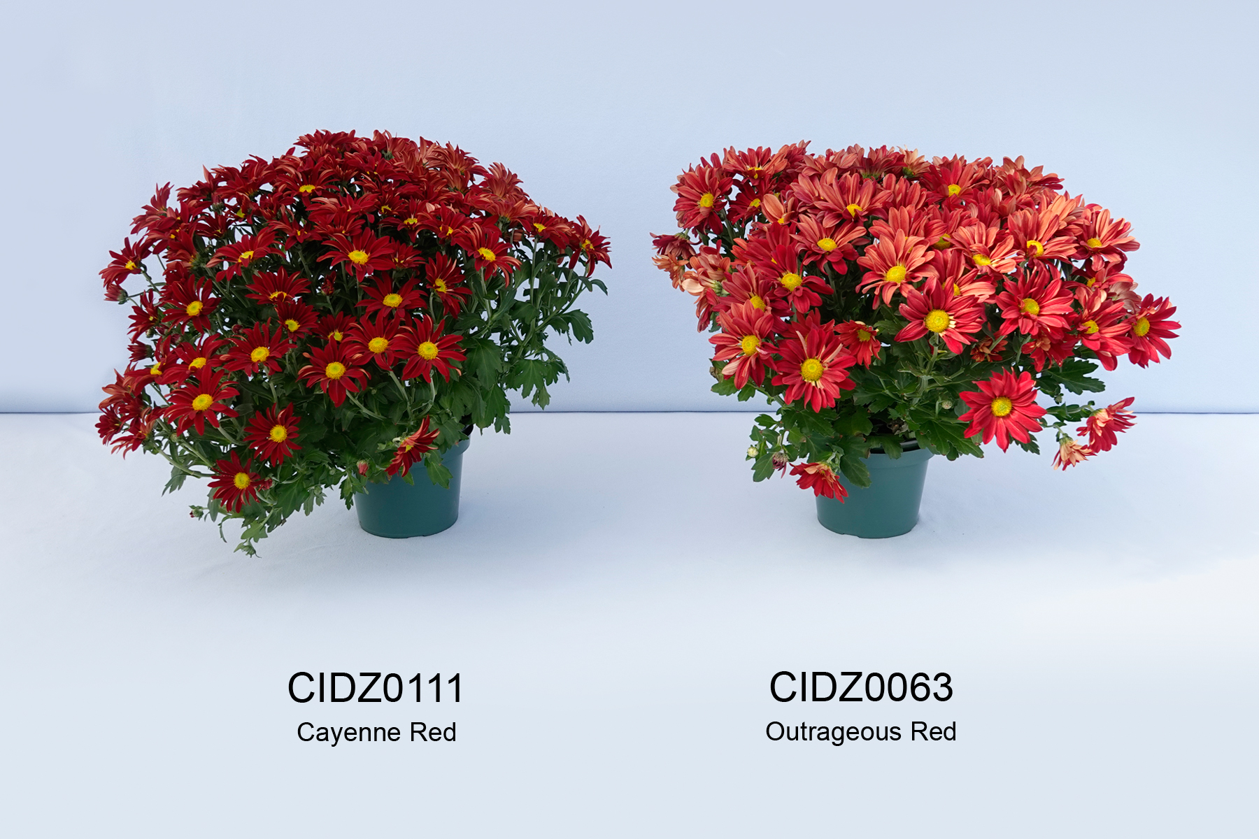 CIDZ0111