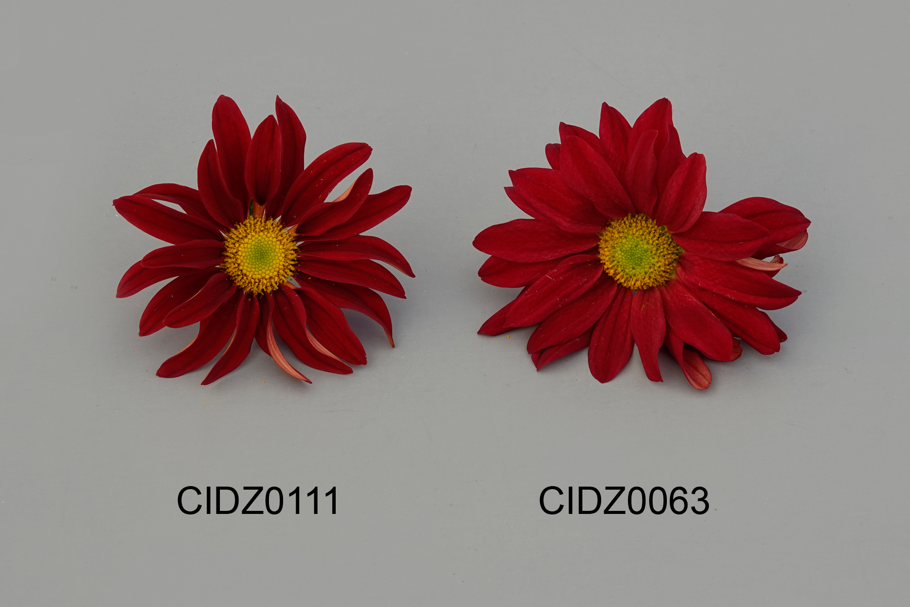 CIDZ0111