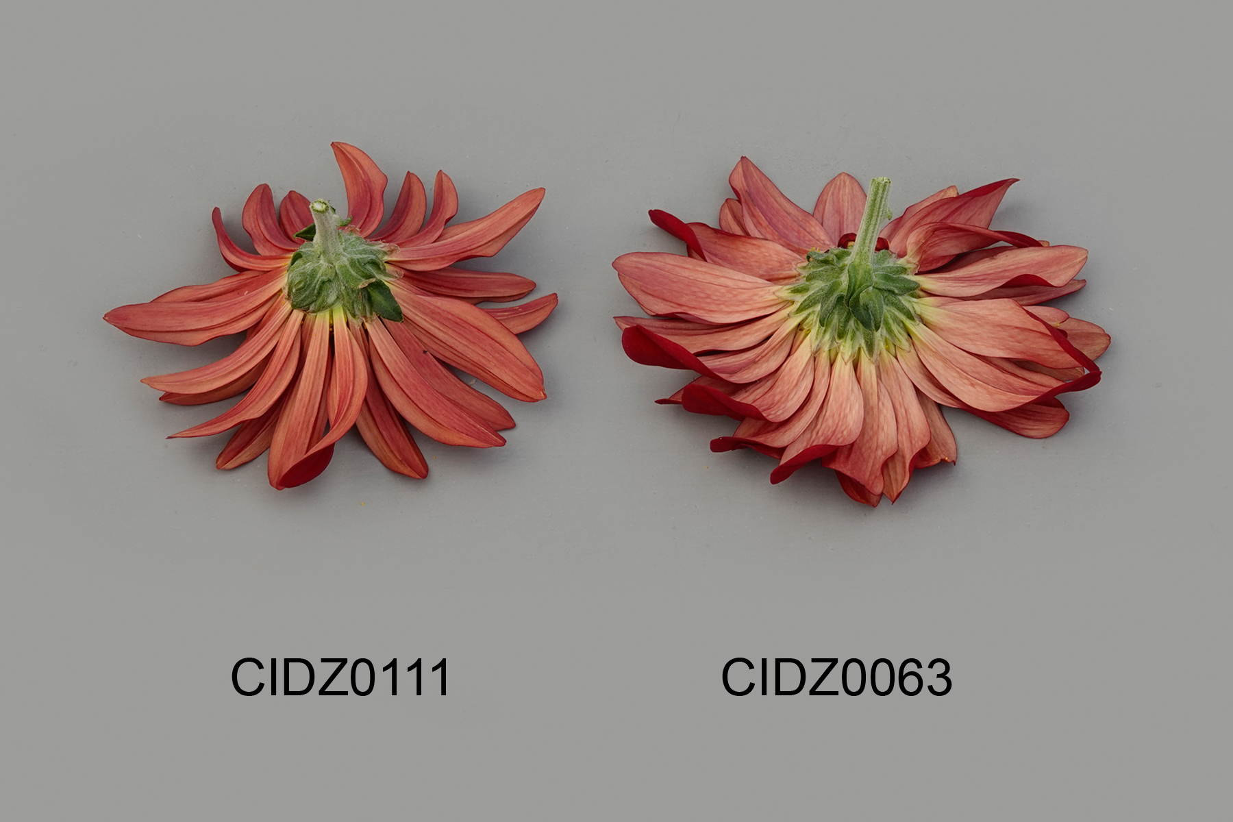 CIDZ0111