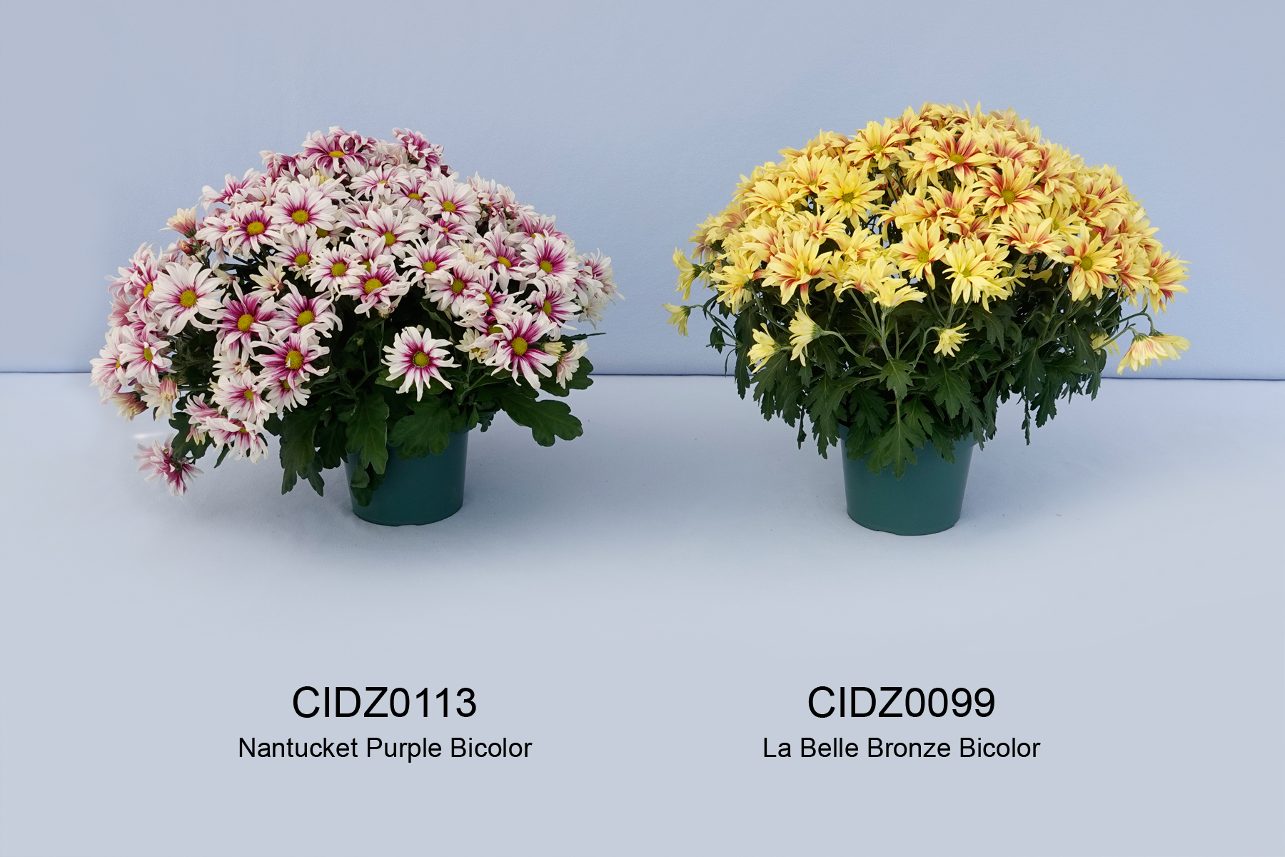 CIDZ0113