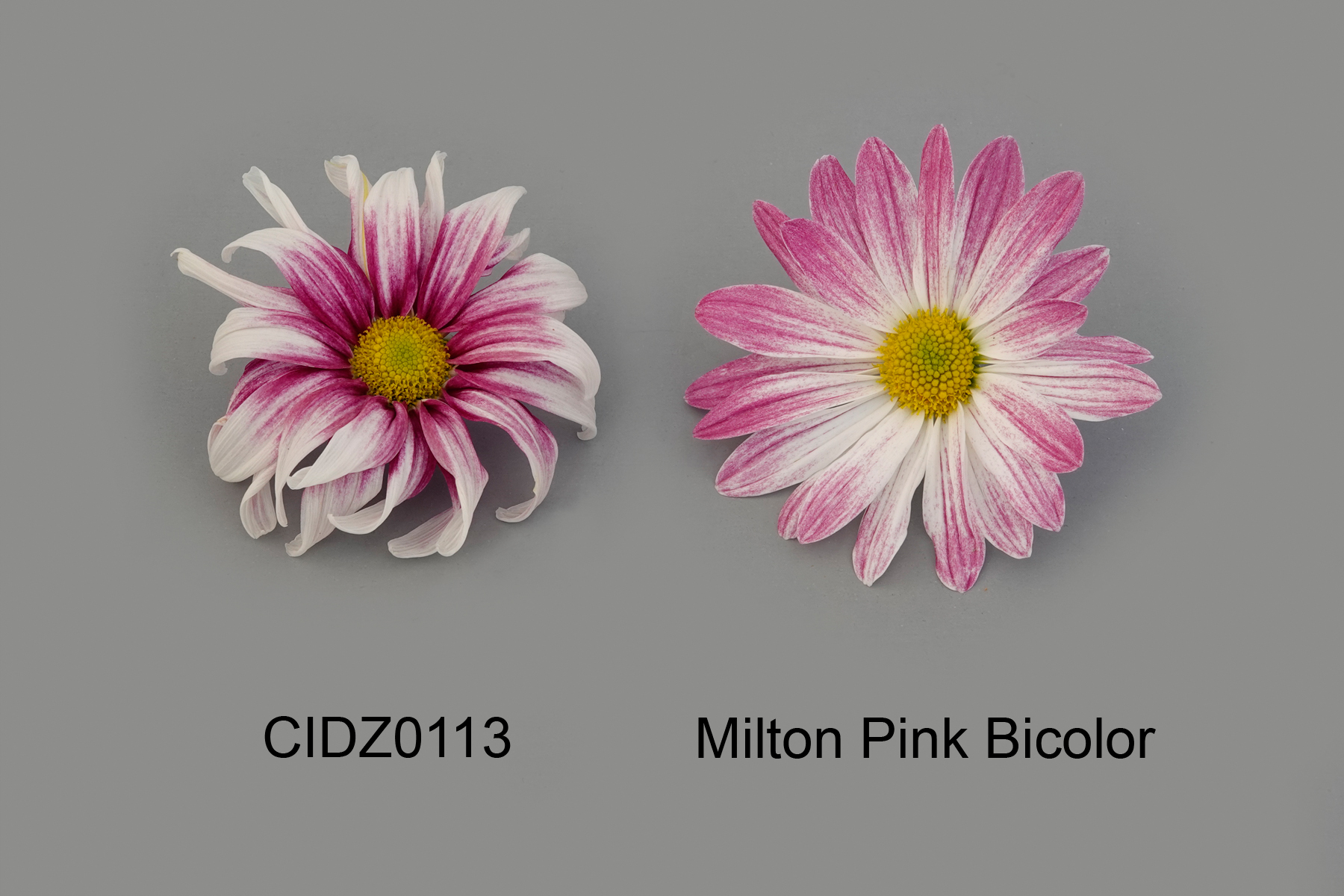 CIDZ0113