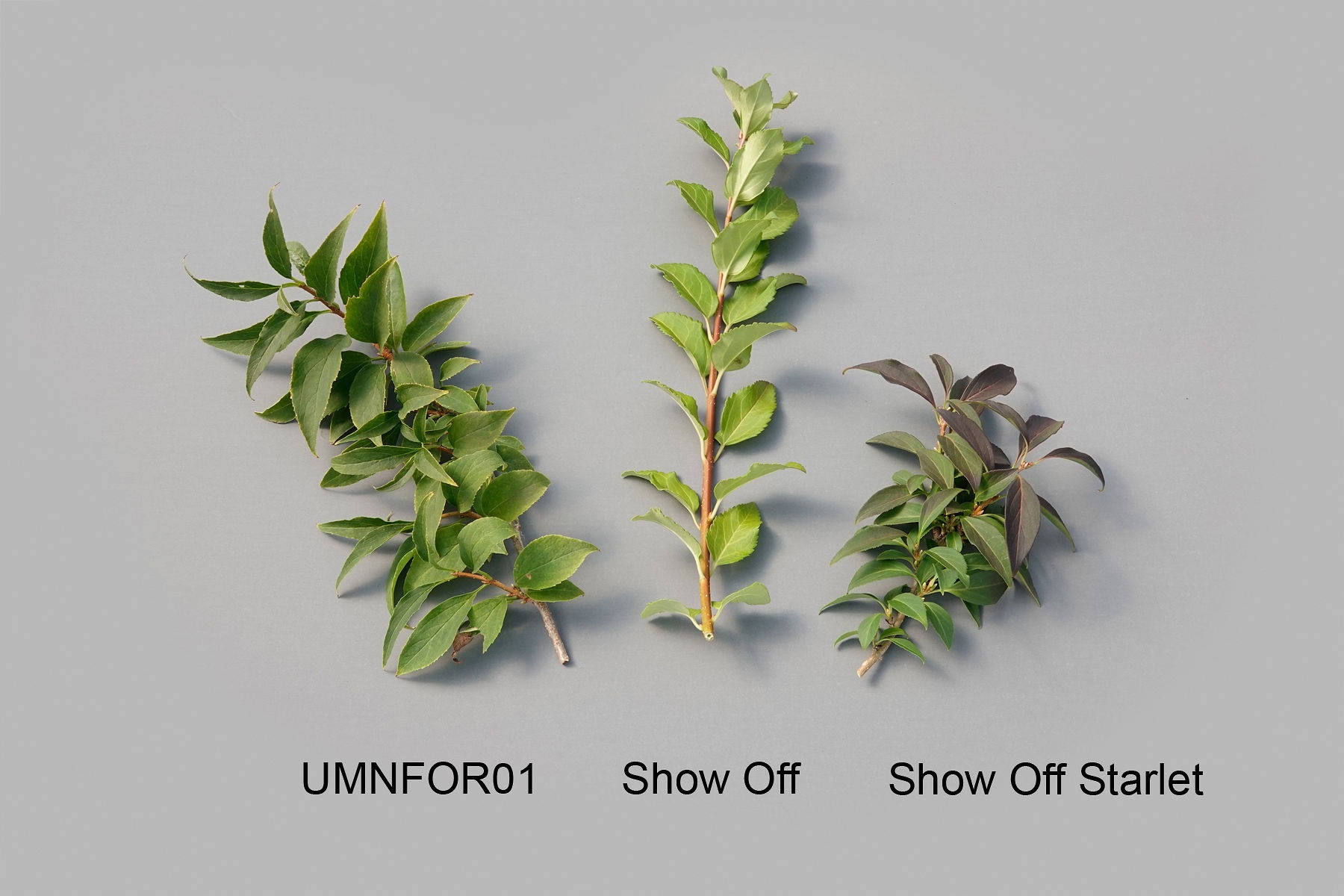 UMNFOR01