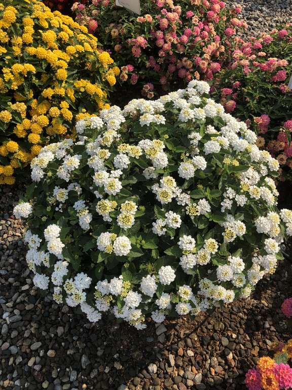 LANZ0046