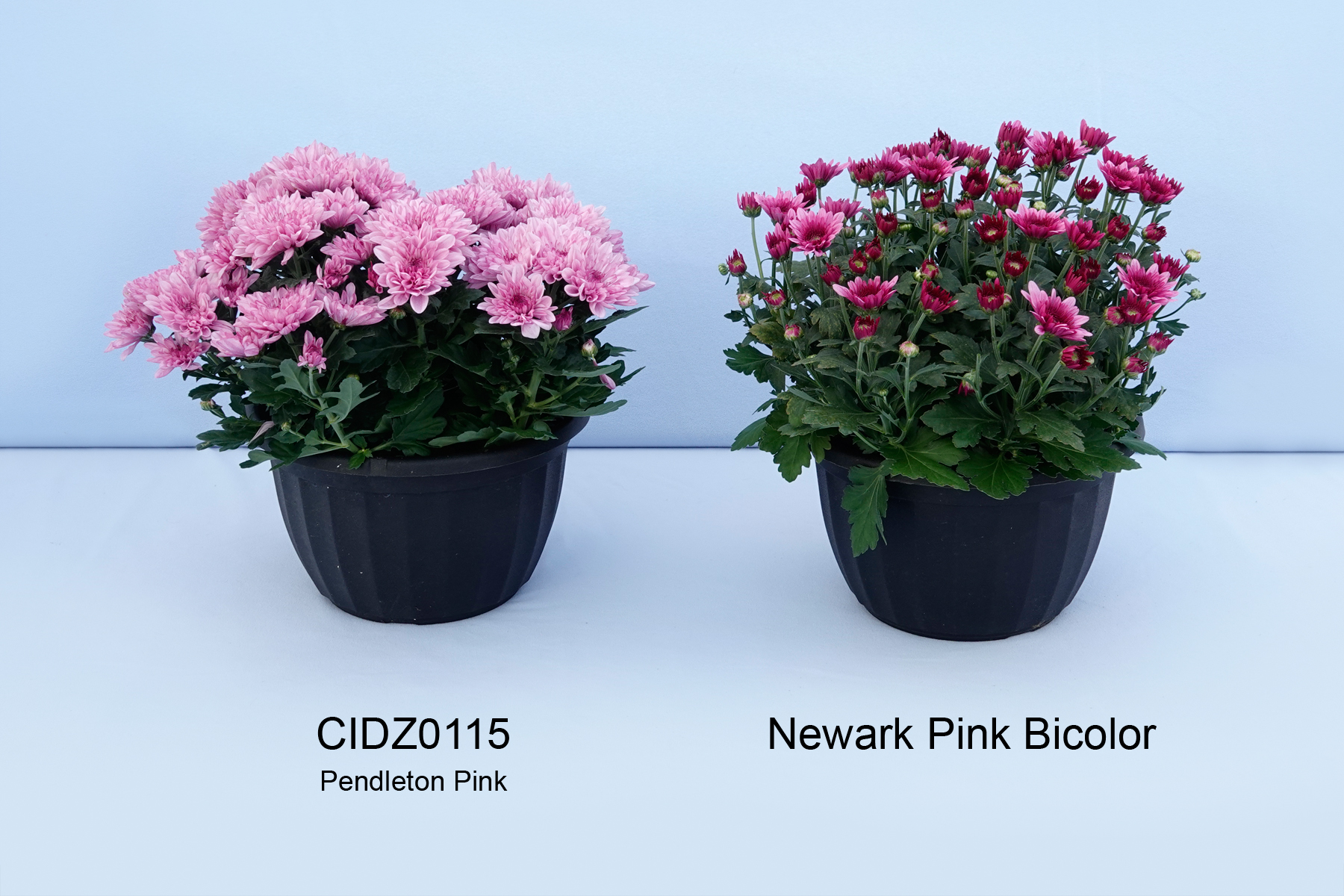 CIDZ0115