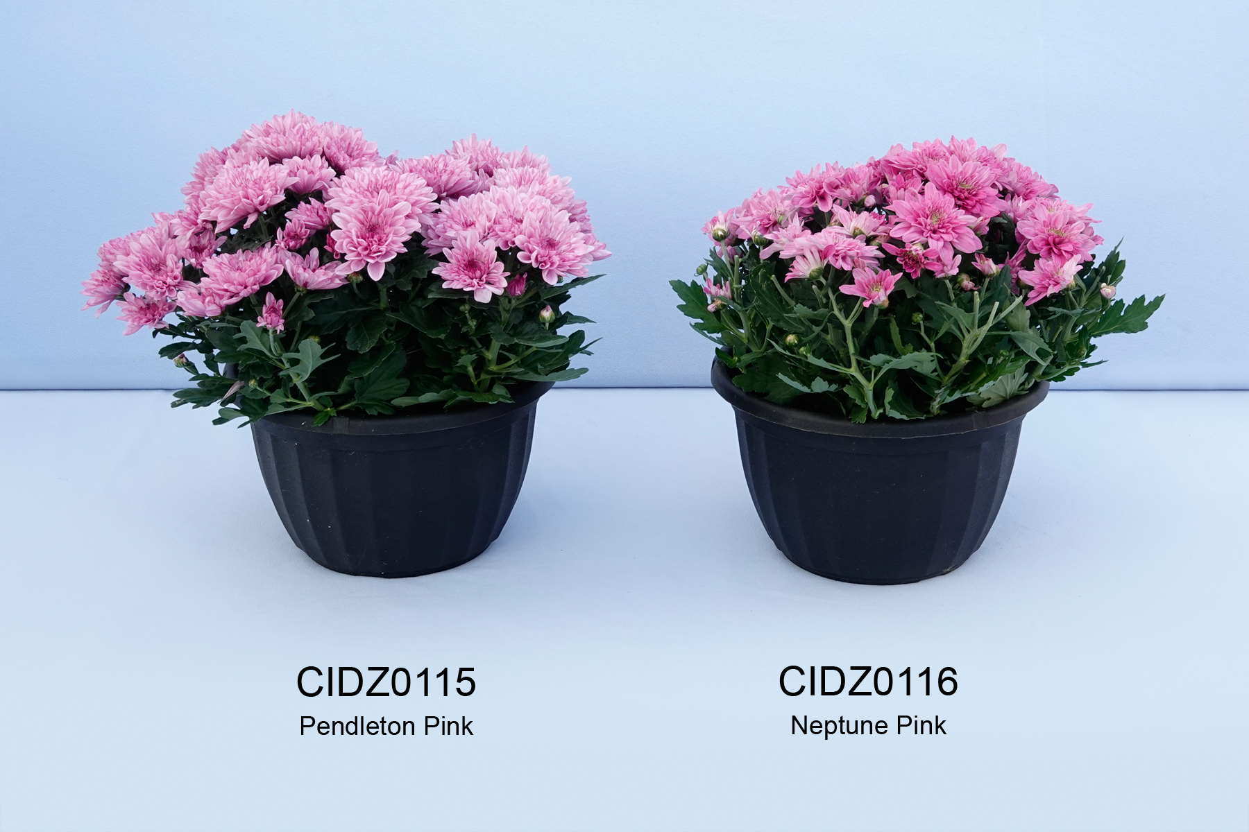 CIDZ0115