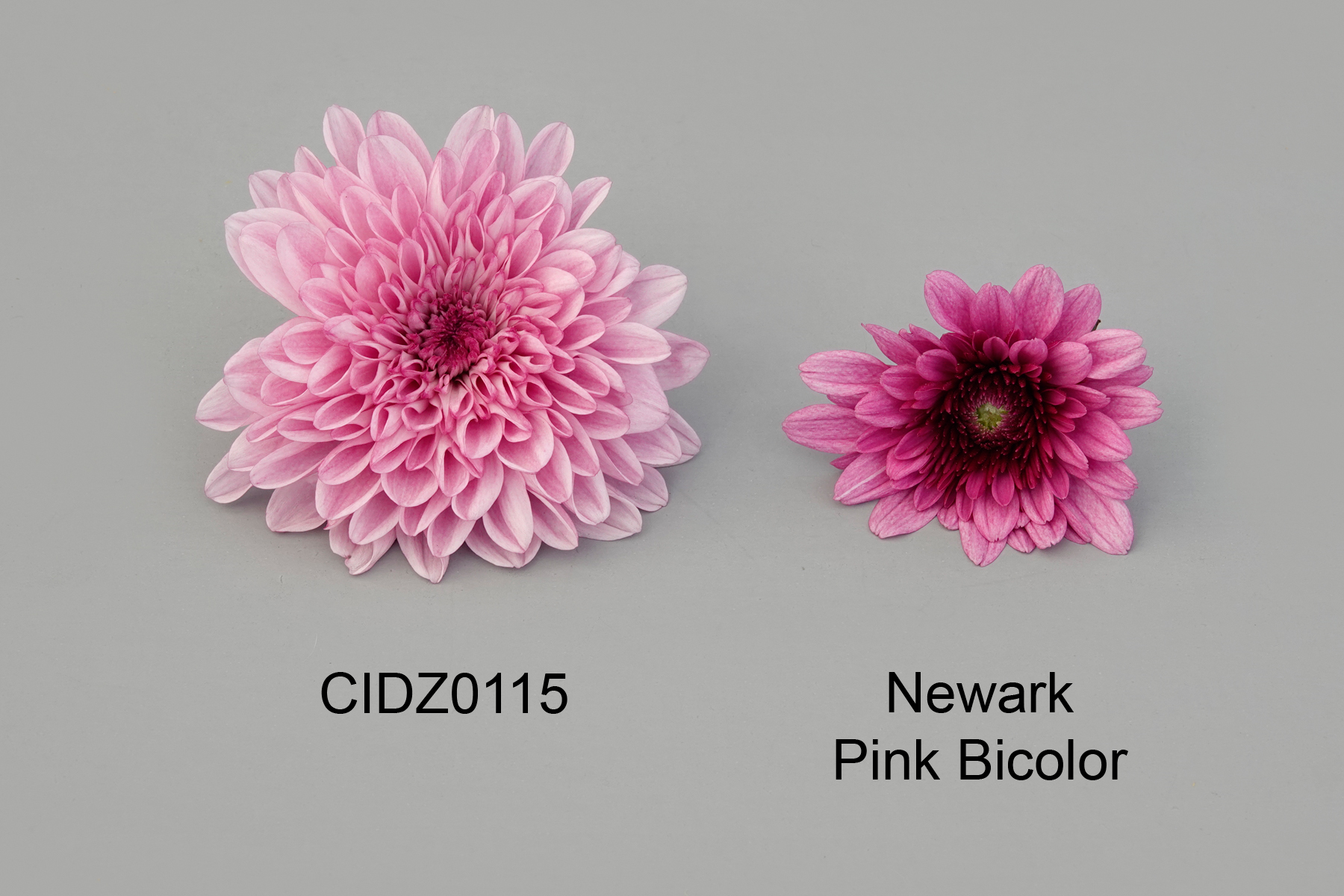 CIDZ0115