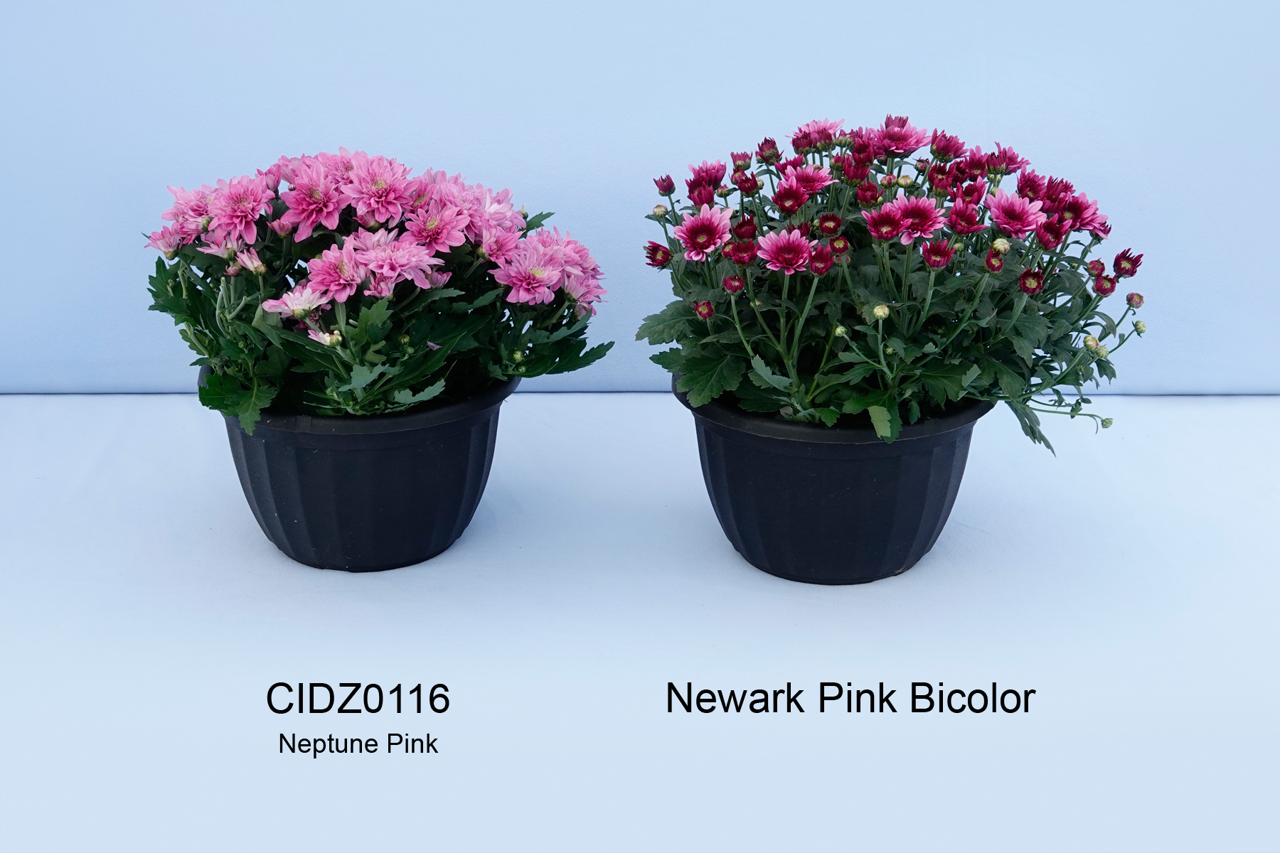 CIDZ0116