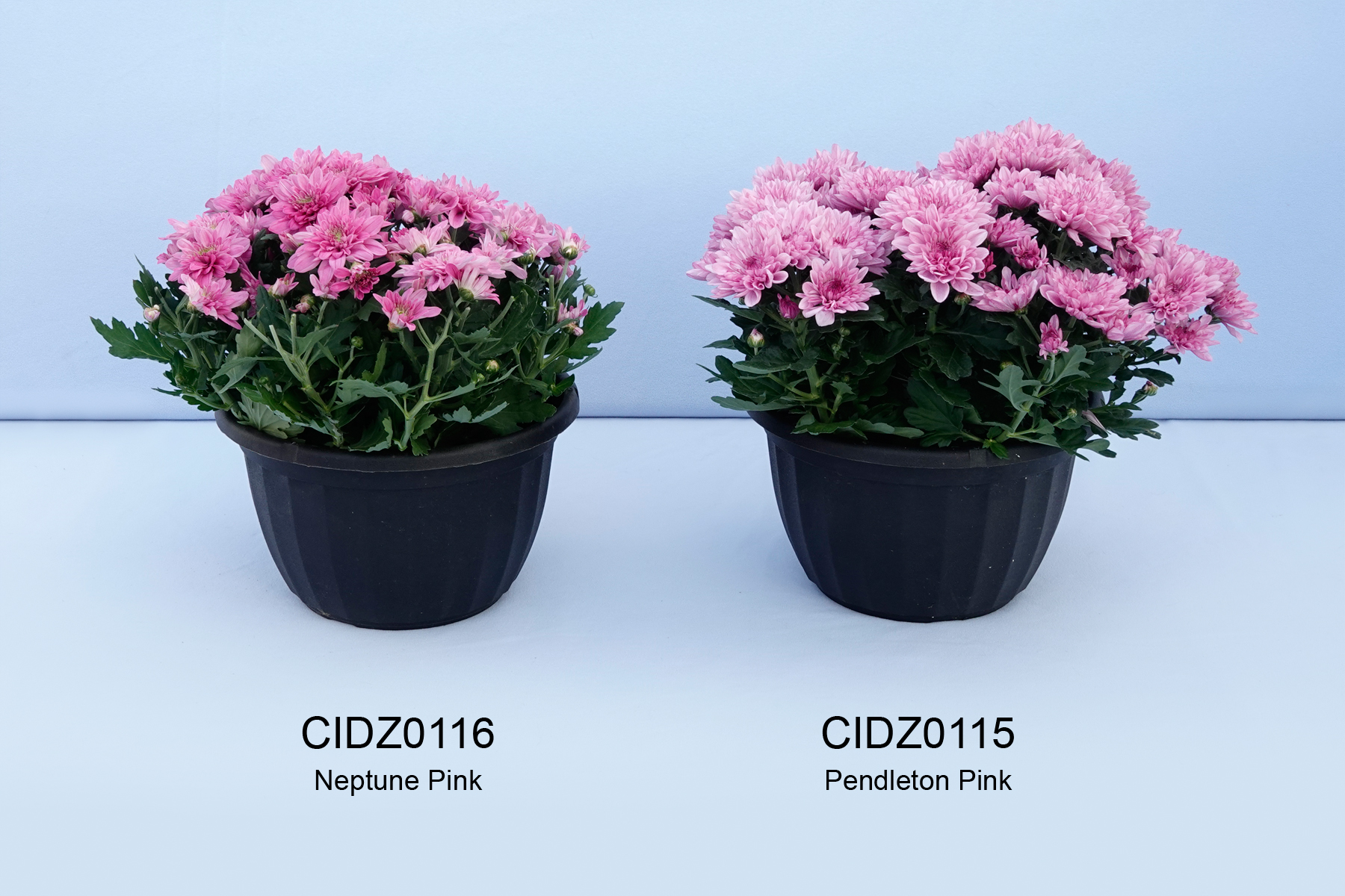 CIDZ0116