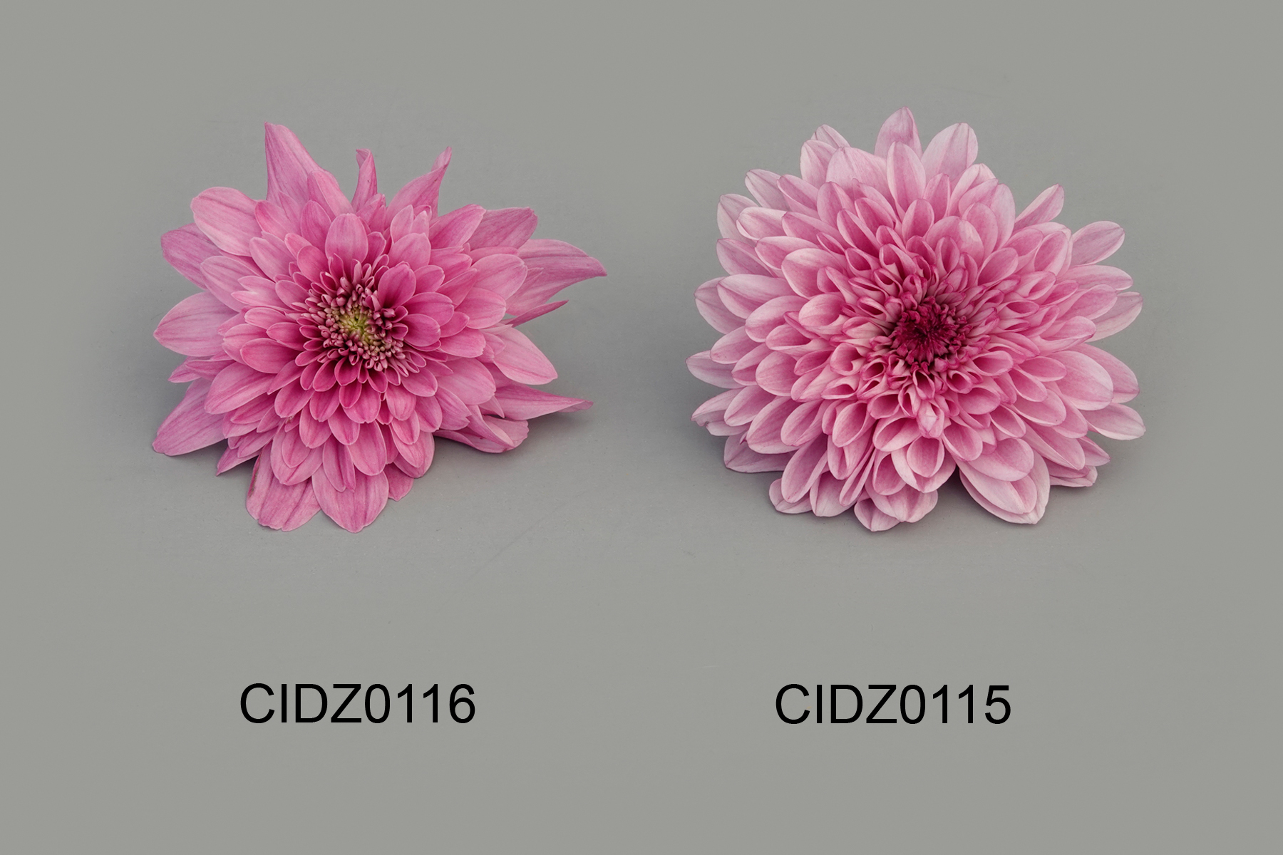 CIDZ0116