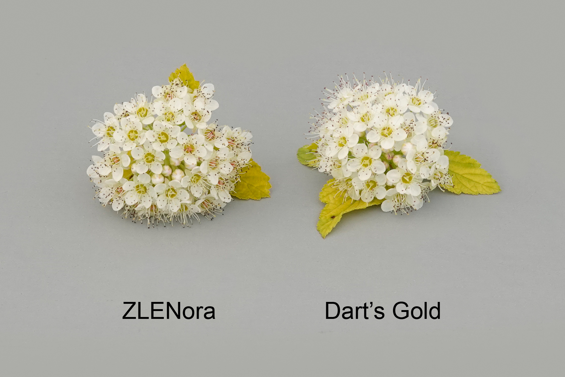 ZLENora