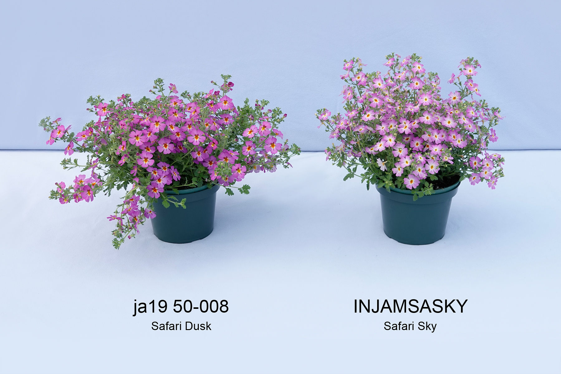 INJAMSAFDU