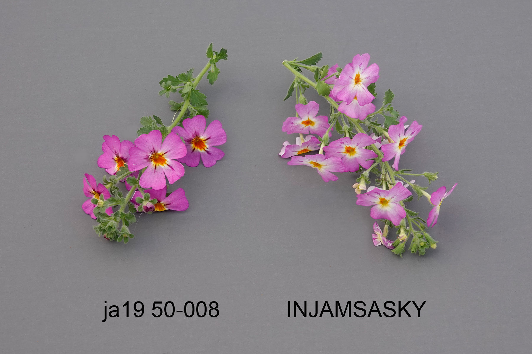 INJAMSAFDU