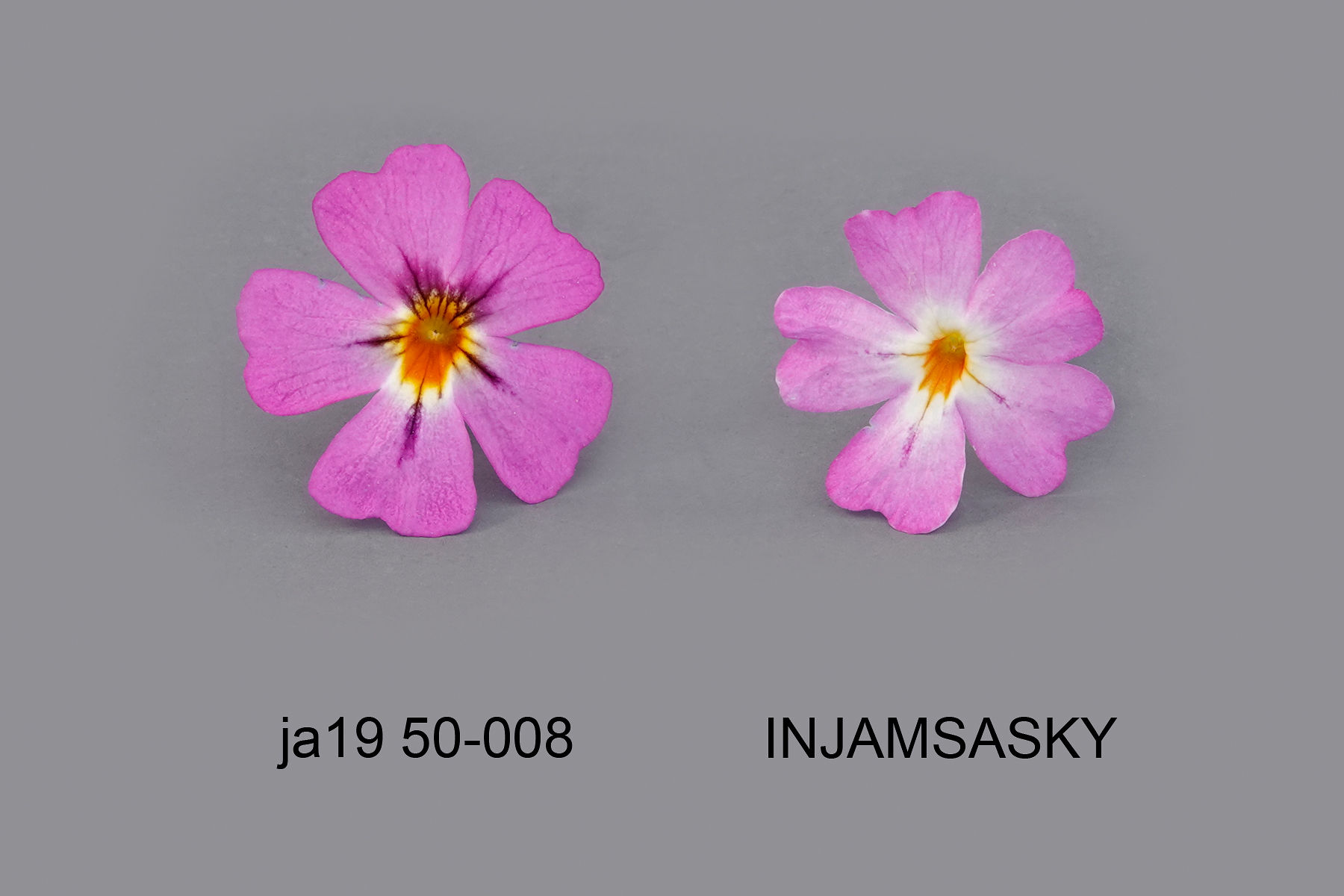 INJAMSAFDU