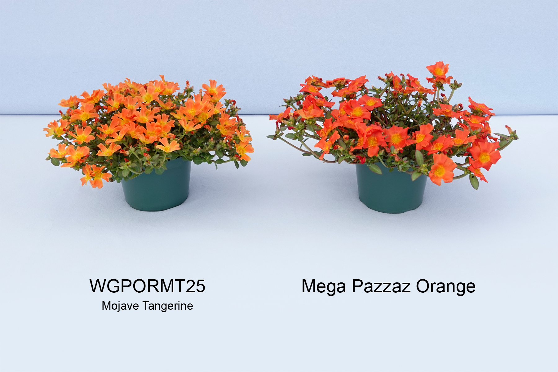WGPORMT25