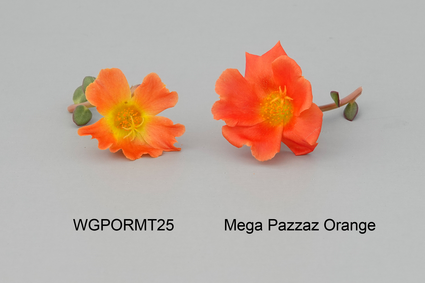 WGPORMT25