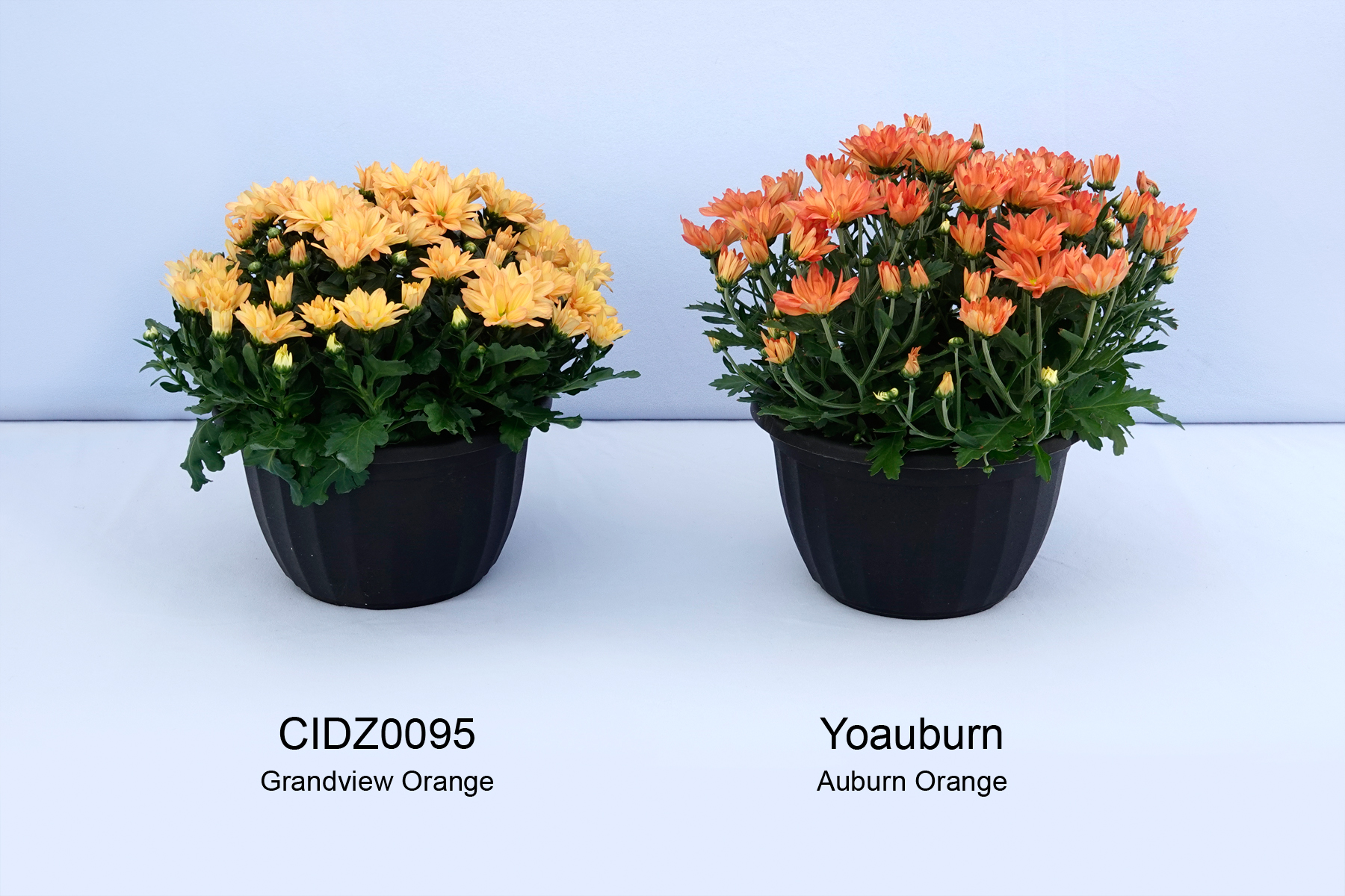 CIDZ0095