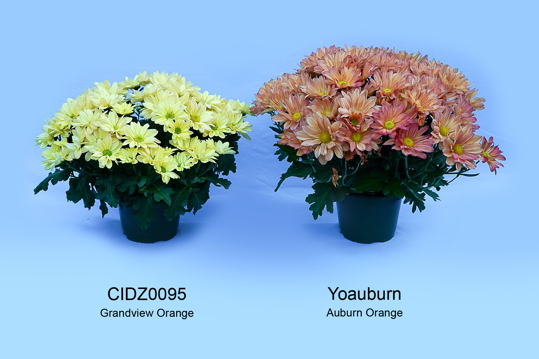 CIDZ0095
