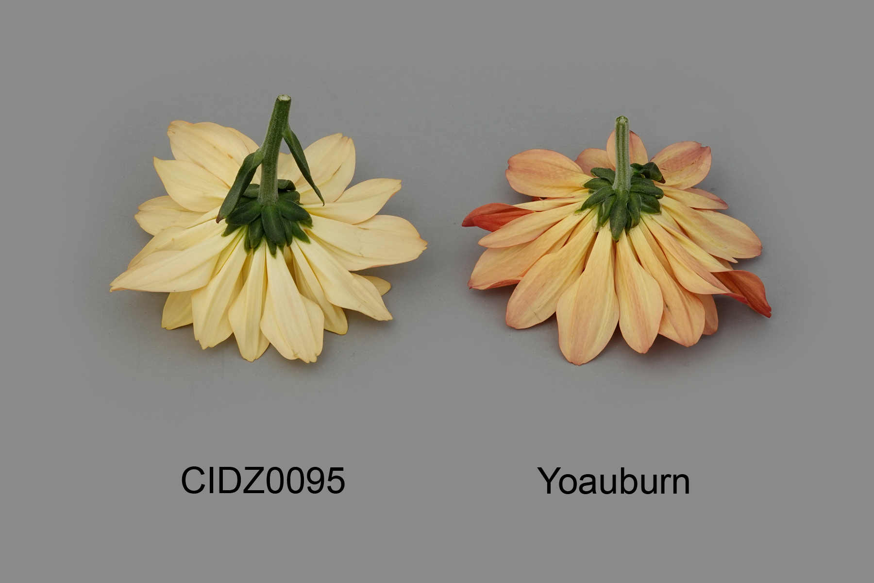 CIDZ0095