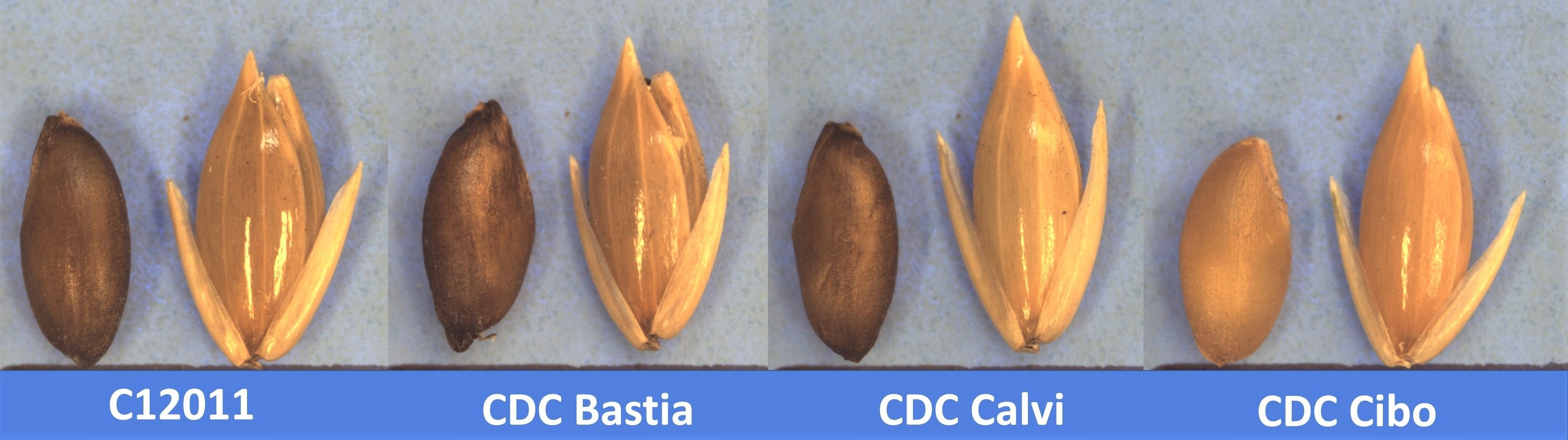 CDC Lumio