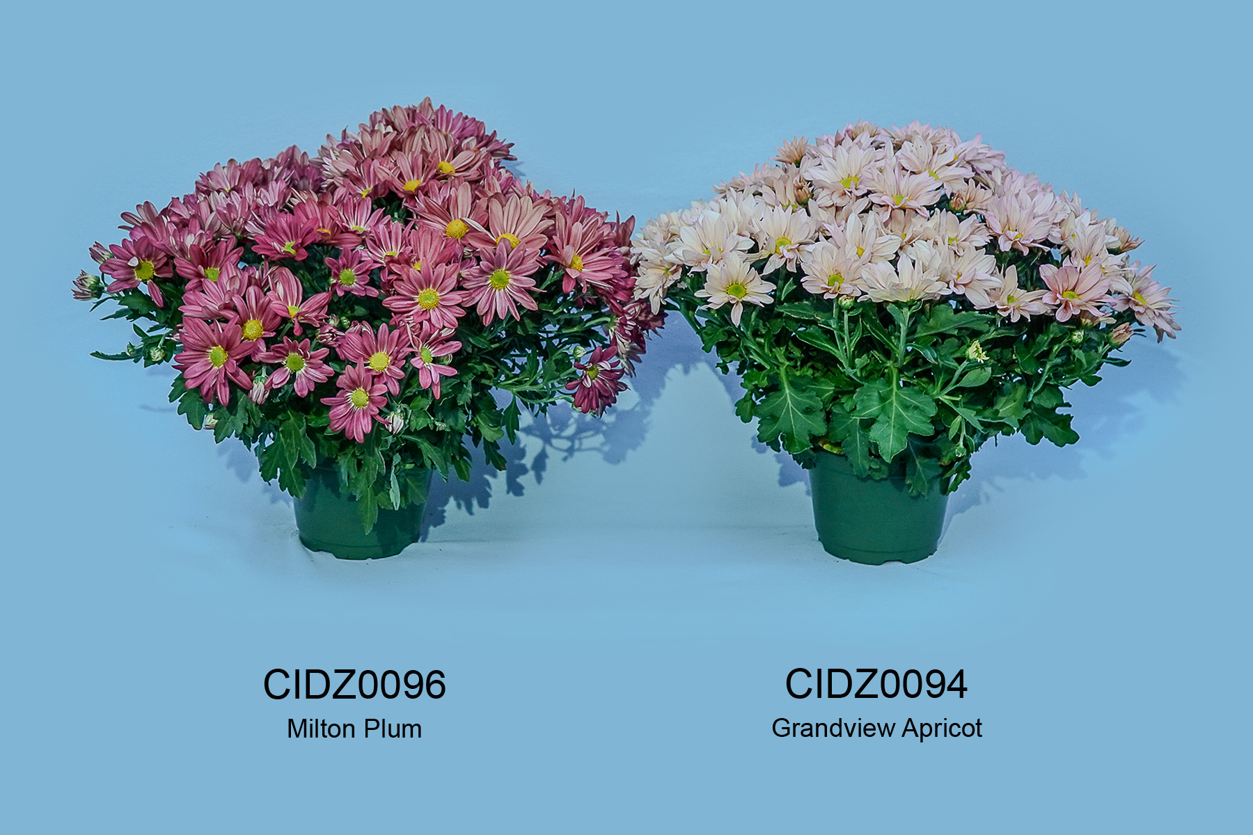 CIDZ0096