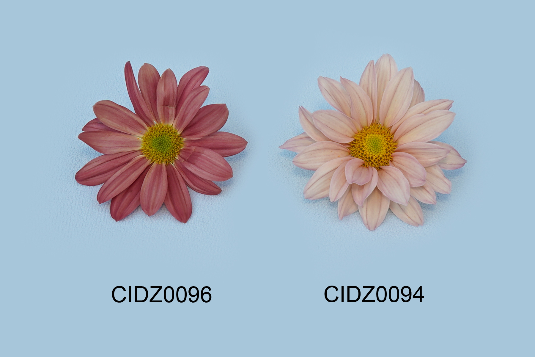 CIDZ0096