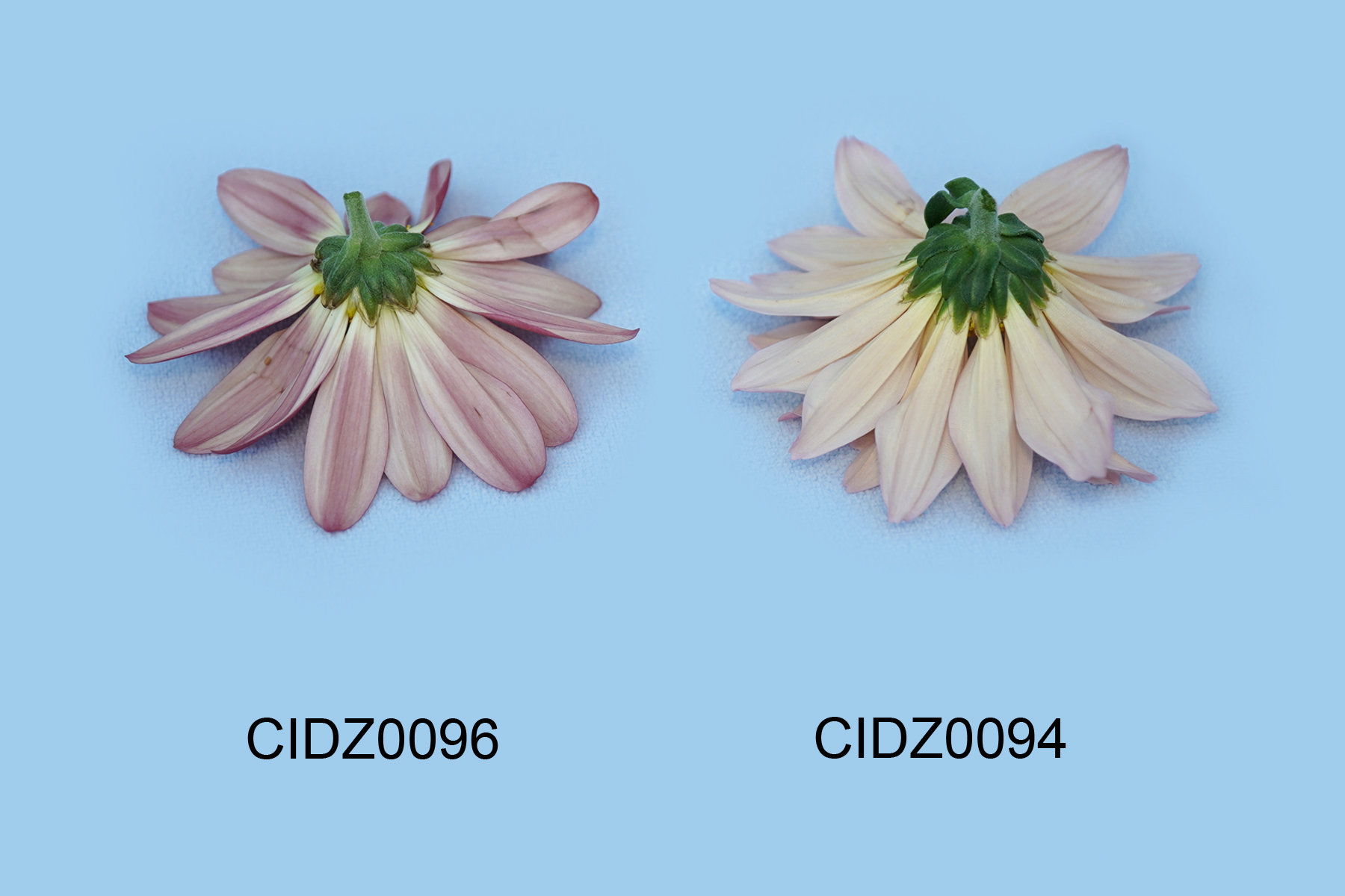 CIDZ0096